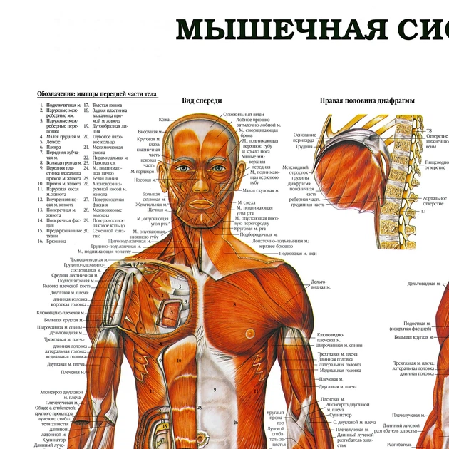 Интерьерная картина Мышечная система человека (рус.яз), медицинский плакат, 60×43 см (id5977) - изображение 3