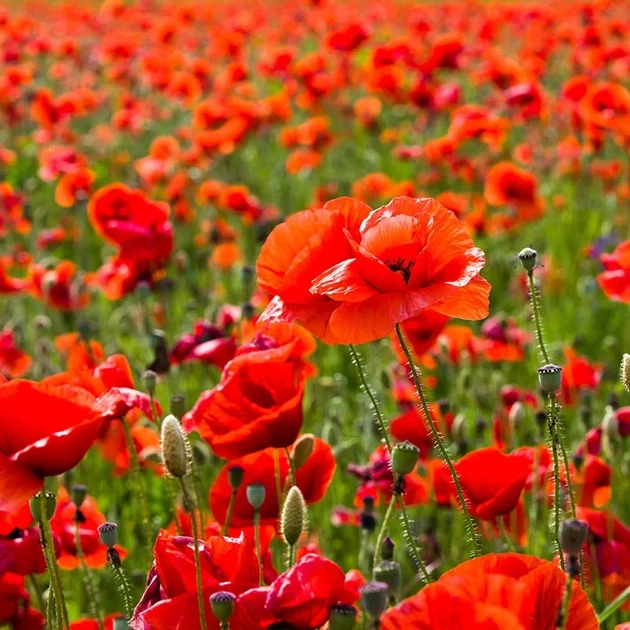 Насіння Мак польовий червоний, Papaver rhoeas 0.1 гр/уп - зображення 3