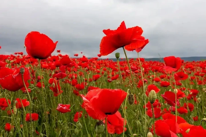 Насіння Мак польовий червоний, Papaver rhoeas 0.1 гр/уп - зображення 5