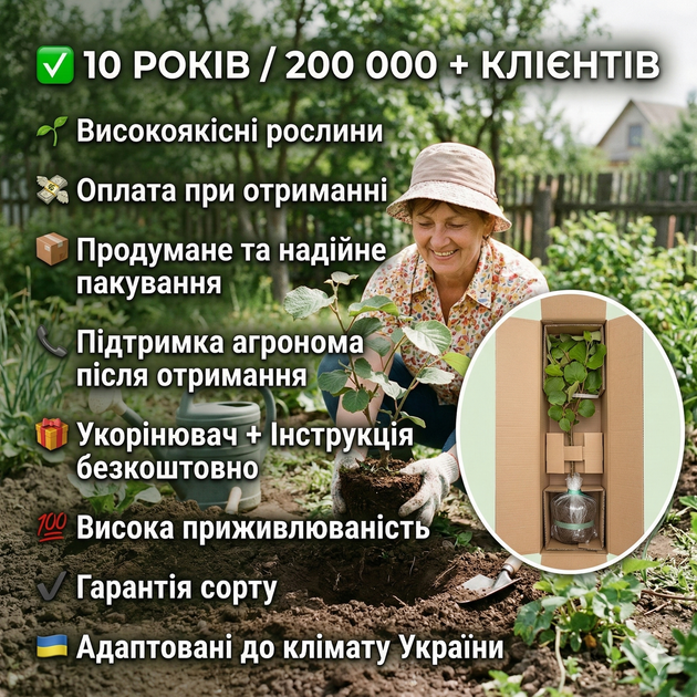 Саженцы Киви Бруно - ранний, двудомный, морозоустойчивый - изображение 4