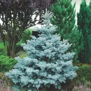Саженцы Ели колючей голубой Санта Фе (Picea pungens Santa Fe) Р9 - изображение 3