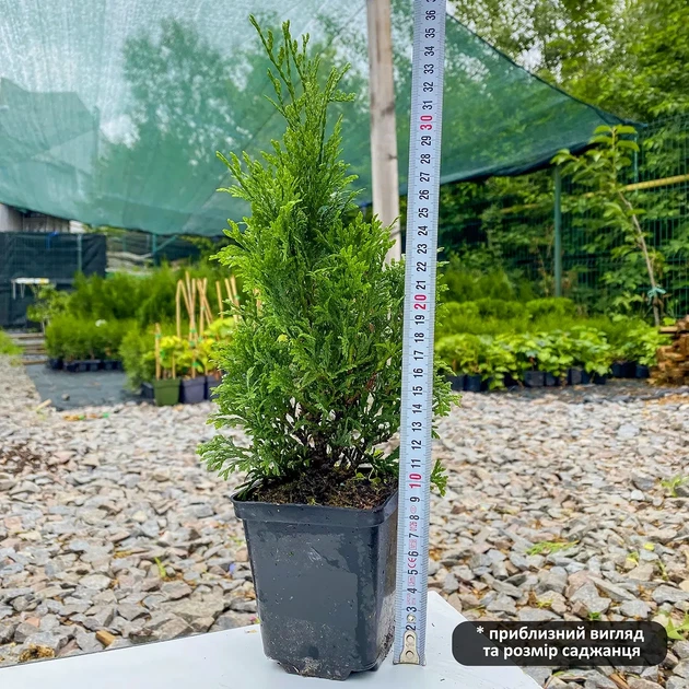 Саженцы Туи западной Холмструп (Thuja occidentalis Holmstrup) Р9 - изображение 3
