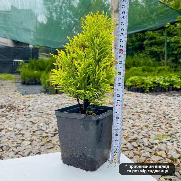 Саженцы Туи западной Голден Смарагд (Thuja occidentalis Golden Smaragd) Р9 - изображение 3