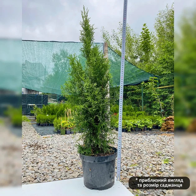 Саженцы Туи западной Смарагд (Thuja occidentalis Smaragd) - 4-х летняя С3 - изображение 4