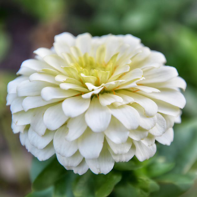 Семена Цинния изящная 'Polar Bear', Zinnia elegans 10 шт/уп - Фото 2 Семена Цинния изящная 'Polar Bear', Zinnia elegans 10 шт/уп - изображение 2