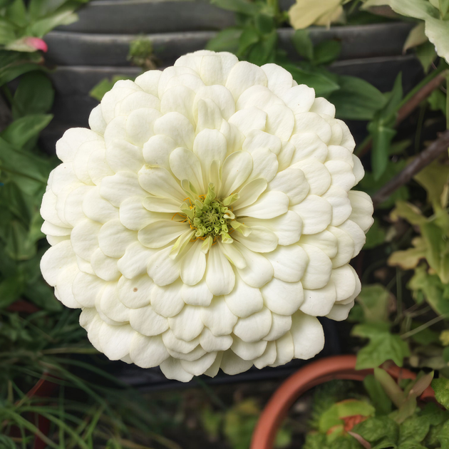 Семена Цинния изящная 'Polar Bear', Zinnia elegans 10 шт/уп - Фото 4 Семена Цинния изящная 'Polar Bear', Zinnia elegans 10 шт/уп - изображение 4