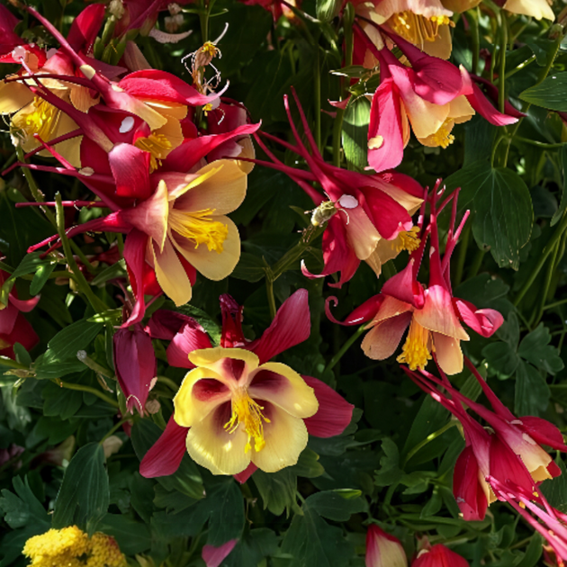 Семена Аквилегия гибридная 'Koralle', Aquilegia Caerulea-Hybr. 10 шт/уп - Фото 4 Семена Аквилегия гибридная 'Koralle', Aquilegia Caerulea-Hybr. 10 шт/уп - изображение 4
