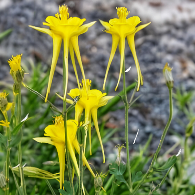 Семена Аквилегия золотистая 'Denver Gold', Aquilegia chrysantha 10 шт/уп - изображение 2