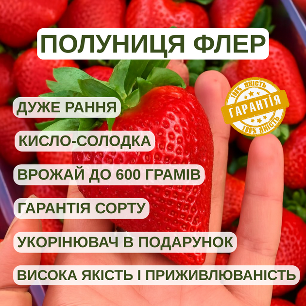 Саджанці полуниці в касеті Флер (Flair) - дуже рання, велика, транспортабельна (в касеті) + Подарунок - зображення 4