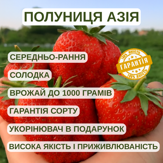 Саджанці полуниці в касеті Азія (Asia) - середньо-рання, невибаглива, солодка (в касеті) + Подарунок - изображение 4
