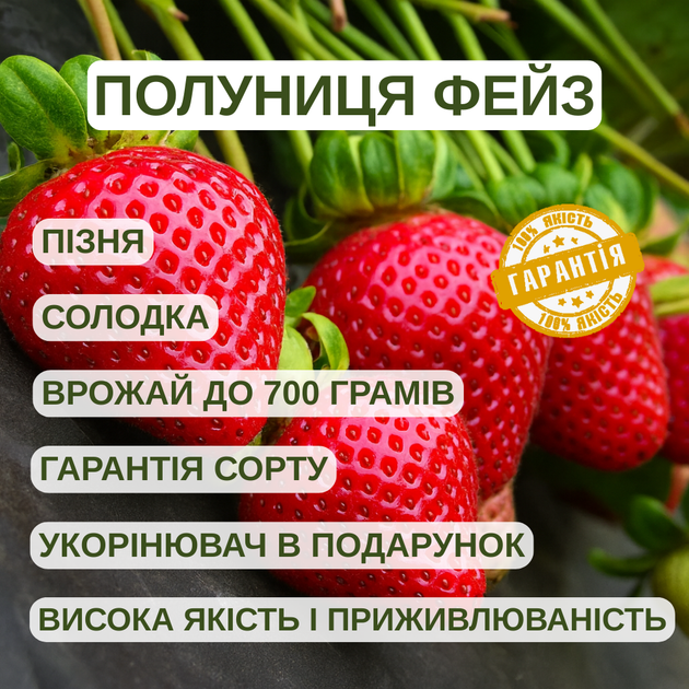 Саженцы клубники (рассада) Фейз (Faith) - поздняя, сладкая, урожайная - Фото 4 Саженцы клубники (рассада) Фейз (Faith) - поздняя, сладкая, урожайная - изображение 4