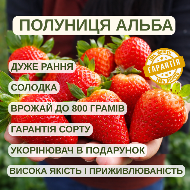 Саджанці клубниці в касеті Альба (Alba) - дуже рання, крупноплідна, врожайна (в касеті) + Подарунок - зображення 4