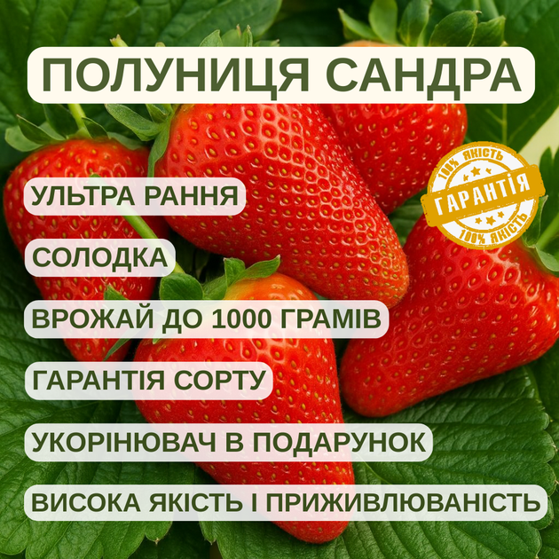 Саджанці полуниці в касеті Сандра (Sandra) - ультра рання, солодка, крупноплідна (в касеті) + Подарунок - зображення 4