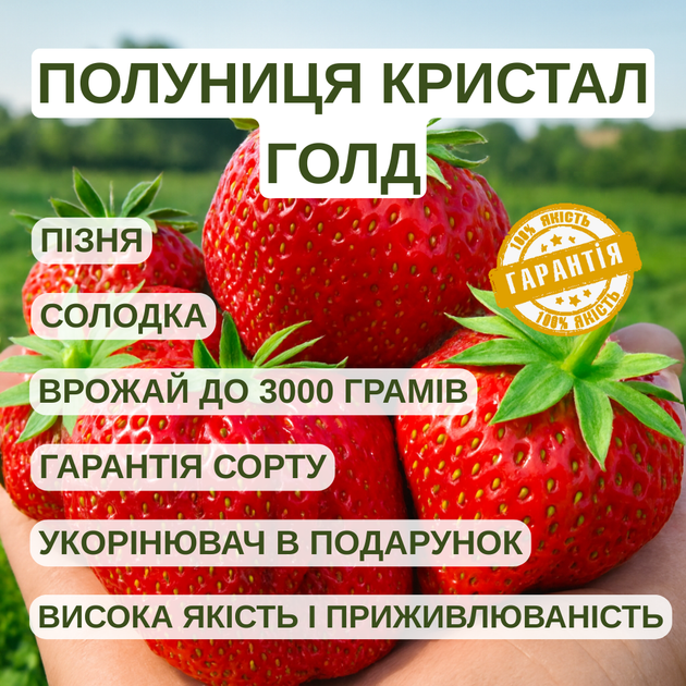 Саджанці полуниці (розсада) Кристал Голд (Cristal Gold) - пізня, крупноплідна, врожайна - Фото 5 Саджанці полуниці (розсада) Кристал Голд (Cristal Gold) - пізня, крупноплідна, врожайна - зображення 5