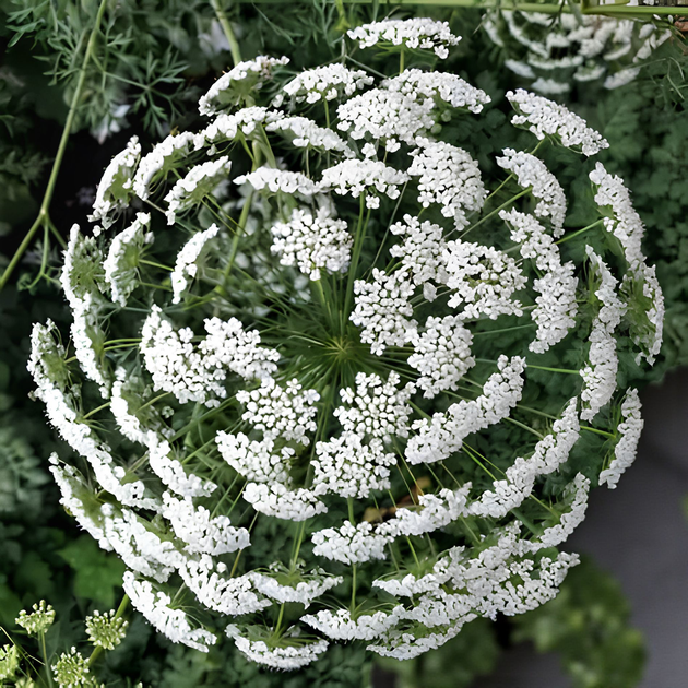 Семена Амми большая, Ammi majus 10 шт/уп - Фото 2 Семена Амми большая, Ammi majus 10 шт/уп - изображение 2