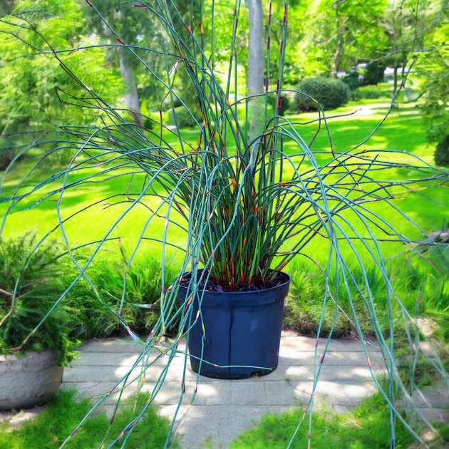 Насіння Капський очерет, Elegia tectorum 10 шт/уп - зображення 3