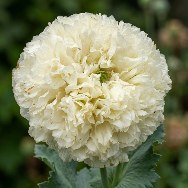 Семена Мак декоративный 'Cream Paeony', Papaver somniferum 10 шт/уп - изображение 2