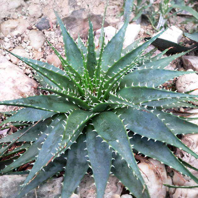 Семена Алоэ Пратенсис, Aloe pratensis 3 шт/уп - изображение 2