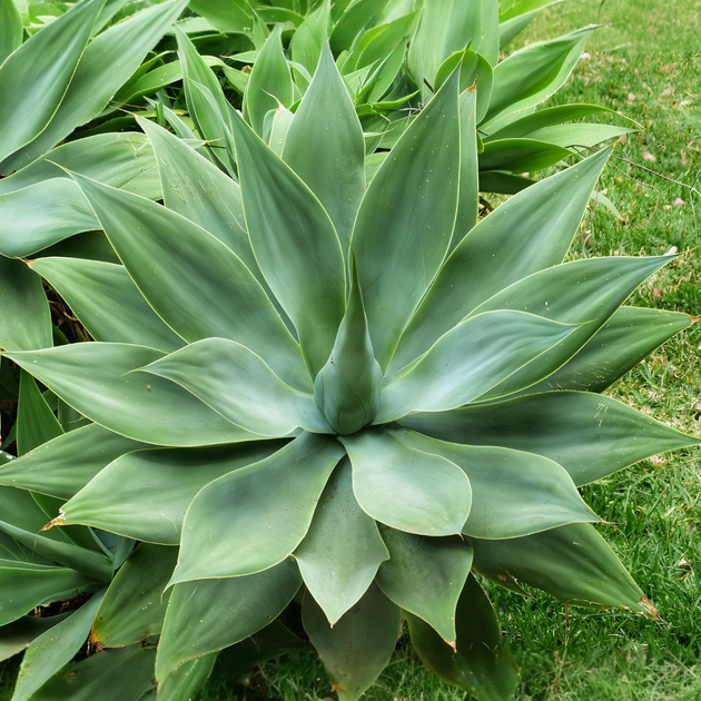 Семена Агава Аттенуата (Лисохвостная), Agave attenuata 3 шт/уп - изображение 3
