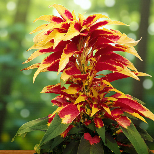 Насіння Амарант триколірний 'Perfecta', Amaranthus tricolor 10 шт/уп - зображення 5