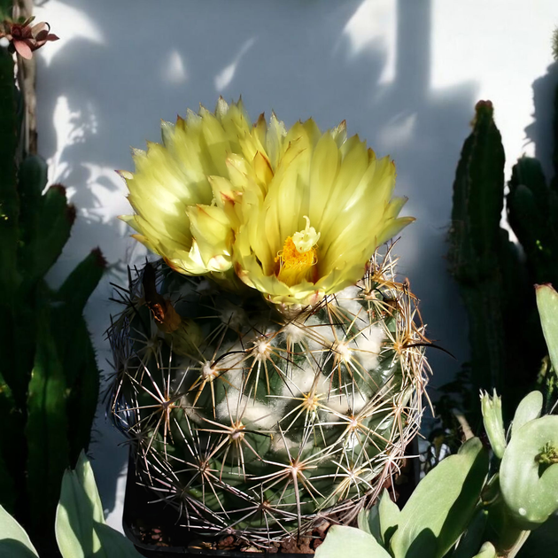 Семена Корифанта Рогоносная, Сoryphantha cornifera 5 шт/уп - Фото 2 Семена Корифанта Рогоносная, Сoryphantha cornifera 5 шт/уп - изображение 2