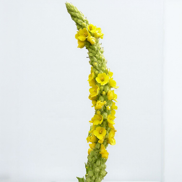 Насіння Дивина ведмеже вухо, Verbascum thapsus 0.2 гр/уп - зображення 4