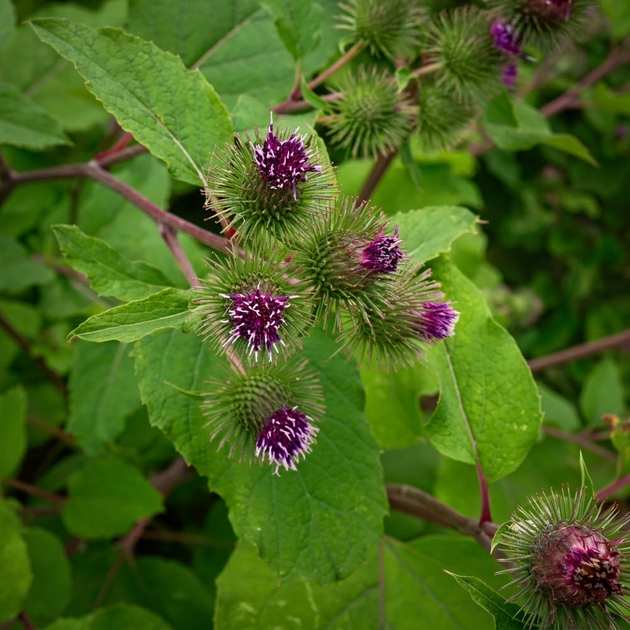 Насіння Лопух гайовий, Arctium nemorosum 10 шт/уп - зображення 2