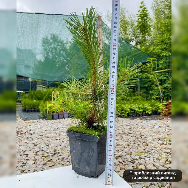 Саженцы Сосны черной Пирамидалис (Pinus nigra Pyramidalis) Р9 - изображение 3