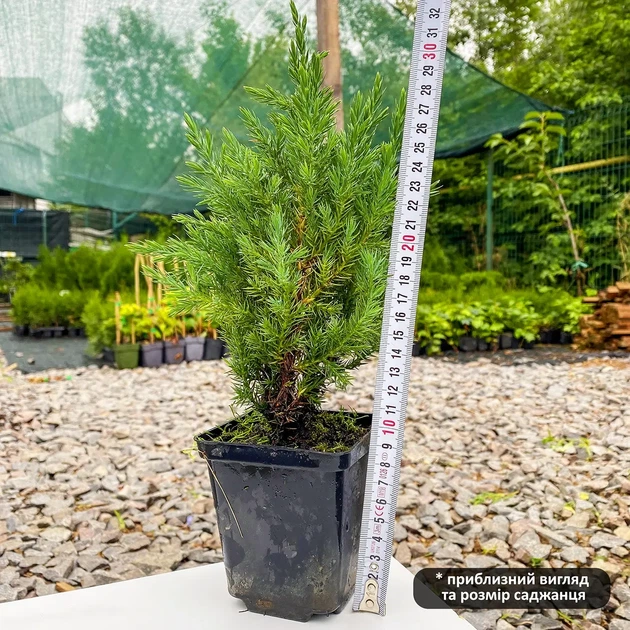 Саджанці Ялівцю китайського Стрікта (Juniperus chinensis Stricta) Р9 - зображення 4