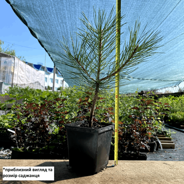 Саджанці Сосни Чорної (Австрійської) (Pinus Nigra Austriaca) Р9 - зображення 2