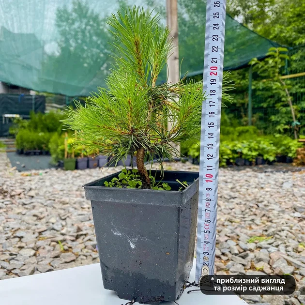 Саджанці Сосни Чорної (Австрійської) (Pinus Nigra Austriaca) Р9 - зображення 3