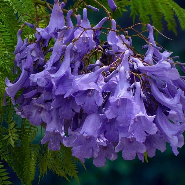 Насіння Жакаранда Мімозолиста, Jacaranda mimosifolia 10 шт/уп - зображення 2