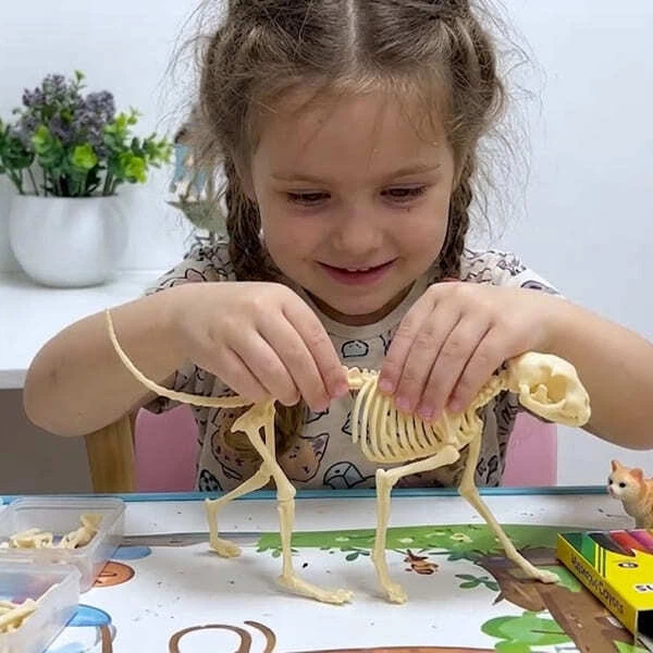Анатомічна 3D-модель кота, навчальний конструктор із 35 деталей, 6+ - Фото 4 Анатомічна 3D-модель кота, навчальний конструктор із 35 деталей, 6+ - зображення 4