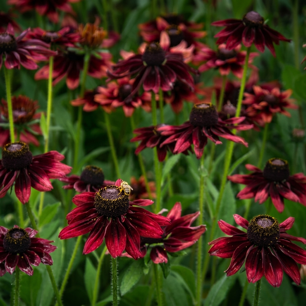 Семена Рудбекия волосистая 'Cherry Brandy', Rudbeckia hirta 10 шт/уп - Фото 2 Семена Рудбекия волосистая 'Cherry Brandy', Rudbeckia hirta 10 шт/уп - изображение 2