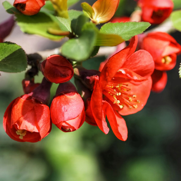 Насіння Хеномелес японський, Chaenomeles japonica 10 шт/уп - Фото 3 Насіння Хеномелес японський, Chaenomeles japonica 10 шт/уп - зображення 3