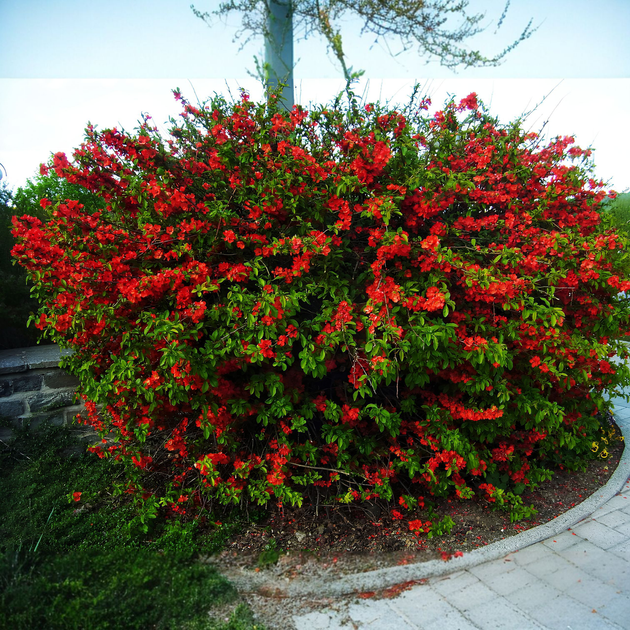 Насіння Хеномелес японський, Chaenomeles japonica 10 шт/уп - Фото 5 Насіння Хеномелес японський, Chaenomeles japonica 10 шт/уп - зображення 5