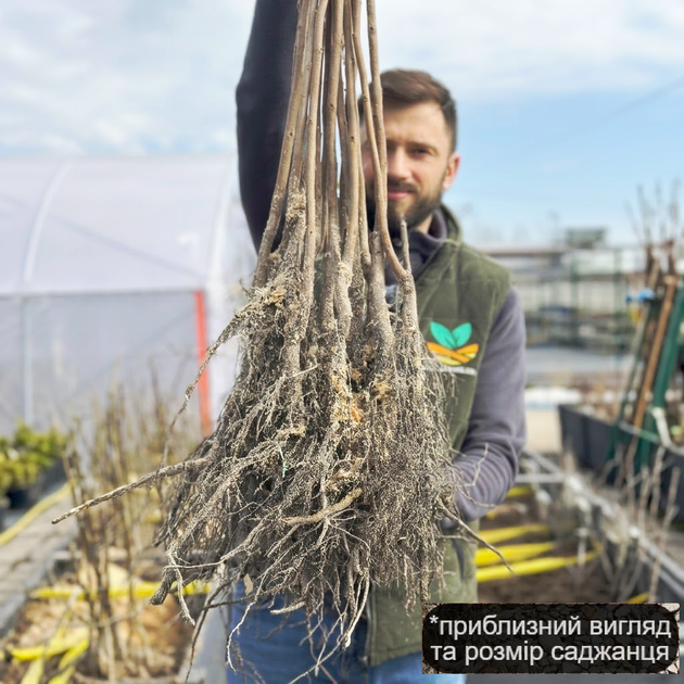 Саджанці хурми Божий Дар (трьохрічна) - привита, середня, самоплідна, морозостійка - зображення 3