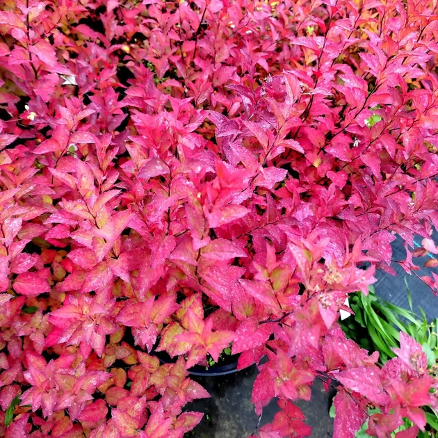 Саженцы Спиреи японская Файерлайт (Spiraea japonica Firelight) Р9 - изображение 2