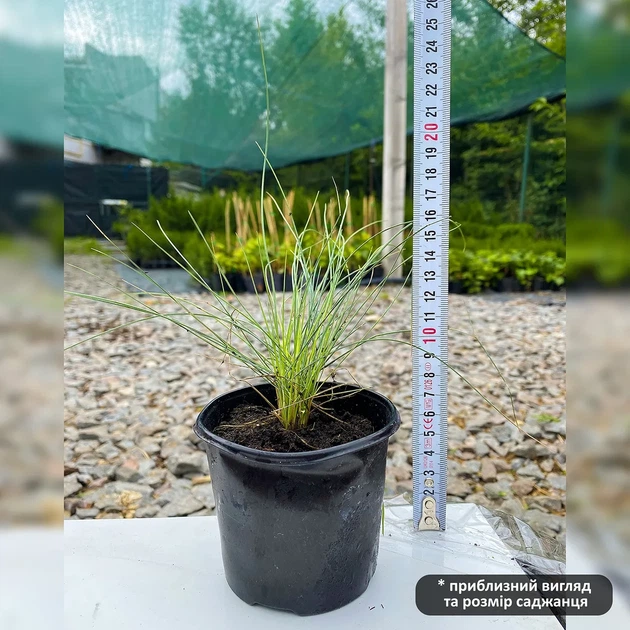 Саженцы Овсяница Блуред (Festuca Blurred) Р9 - Фото 3 Саженцы Овсяница Блуред (Festuca Blurred) Р9 - изображение 3