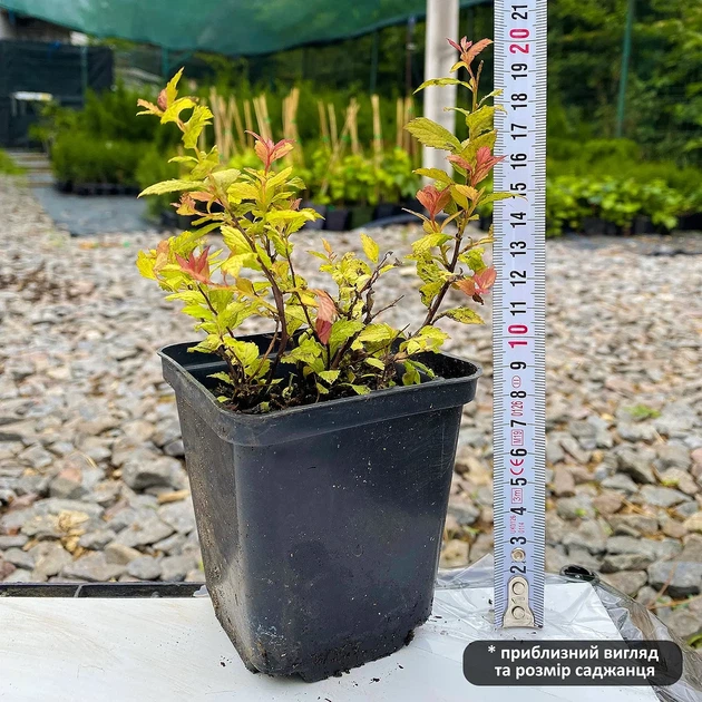 Саженцы Спиреи японской Меджик Карпет (Spiraea japonica Magic Carpet) Р9 - изображение 3