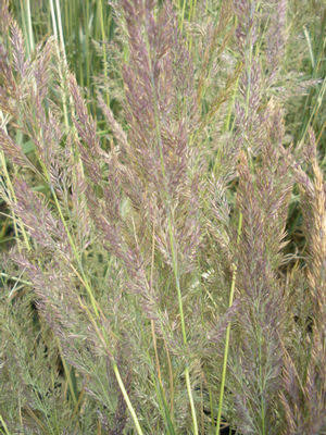 Війник гостроквітковий «Аваланш» (Calamagrostis acutiflora Avalanche), С1,5 - Фото 6 Війник гостроквітковий «Аваланш» (Calamagrostis acutiflora Avalanche), С1,5 - зображення 6