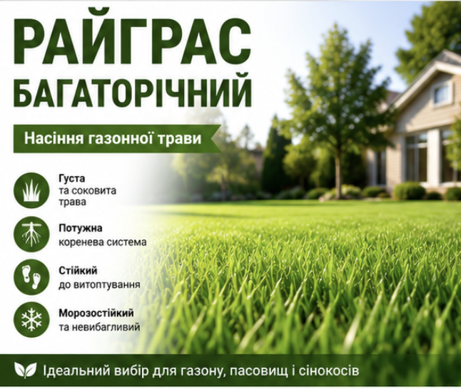 Райграс пастбищный 1 кг — кормовая трава для газона и корма, быстрый рост - изображение 3