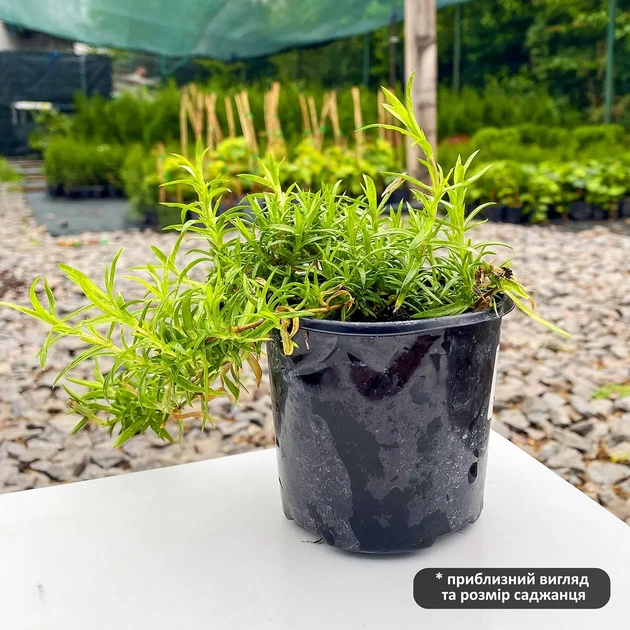 Саджанці Флокса шилоподібного Дрюмонд Пінк (Phlox subulata Drummond Pink) Р9 - зображення 6