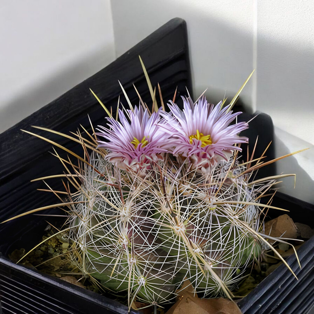 Насіння Телокактус Лауссера, Thelocactus lausseri 5 шт/уп - зображення 2