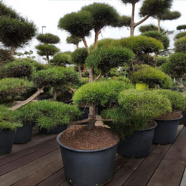 Семена Сосна чёрная, Pinus nigra 10 шт/уп - Фото 2 Семена Сосна чёрная, Pinus nigra 10 шт/уп - изображение 2
