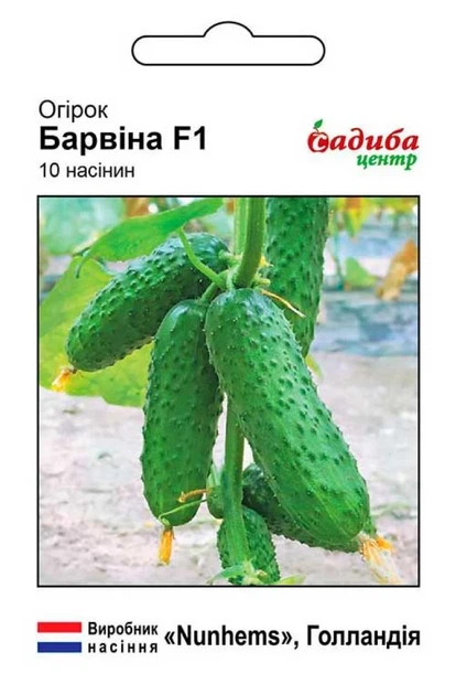 Огірок Барвіна F1 10 шт СЦ - Фото 1 Огірок Барвіна F1 10 шт СЦ - зображення 1