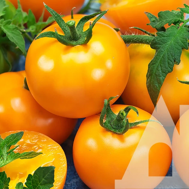 Томат Золотая королева, 0.2 г, Садиба - изображение 3