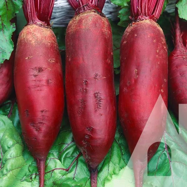 Буряк столовий Атаман Satimex 10 г Садиба - зображення 2