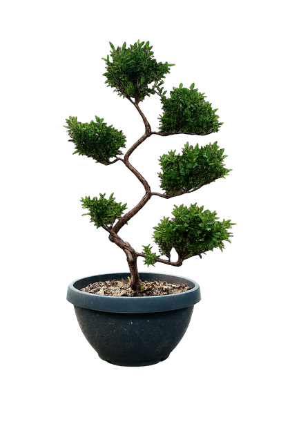 Азалія японська бонсай — сформована доросла рослина в контейнері, висота близько 80 см - Фото 1 Азалія японська бонсай — сформована доросла рослина в контейнері, висота близько 80 см - зображення 1