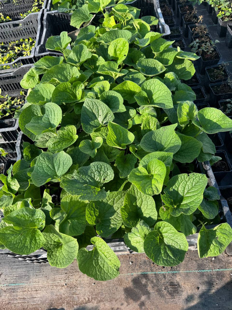 Бруннера Macrophylla (у гірчику Р9) - зображення 5